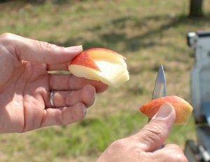 りんご　うさぎ　大湯ファーム