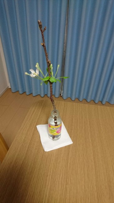 りんごの花