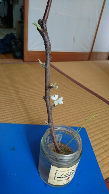 りんごの花