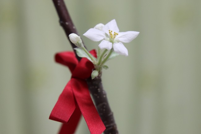 りんごの花