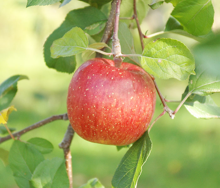 減農薬栽培について  青森りんご産地直送 大湯ファーム