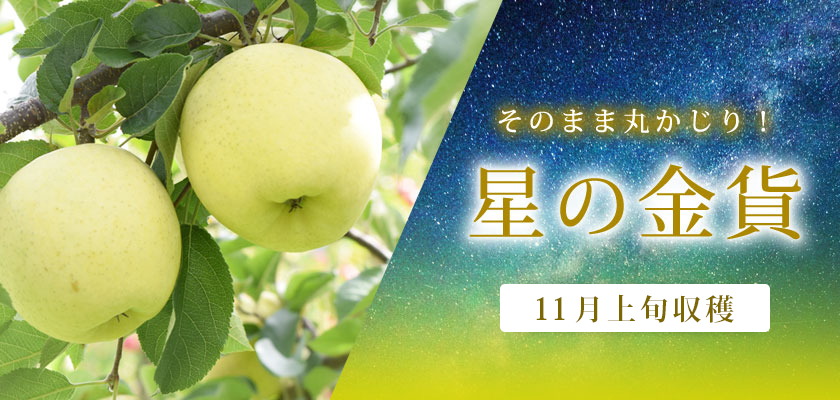星の金貨