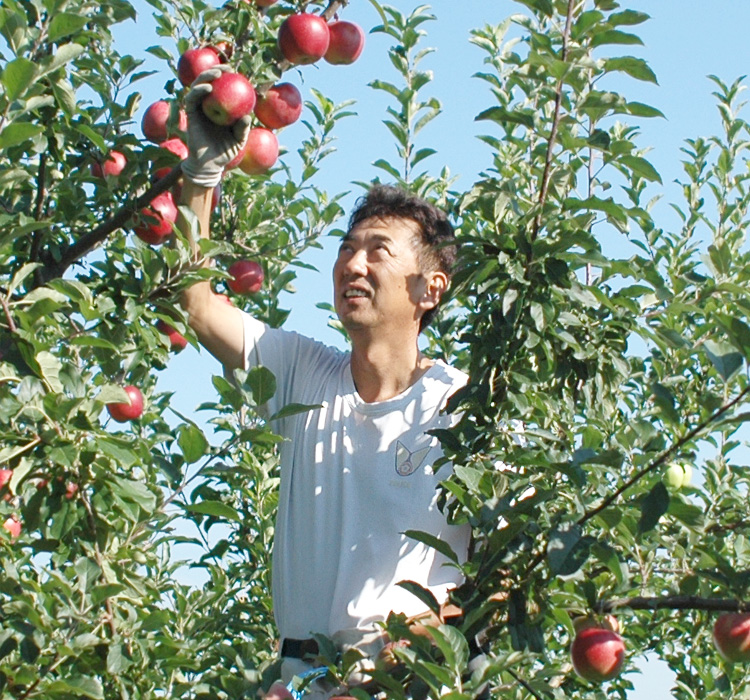 恋空 青森りんご産地直送 大湯ファーム