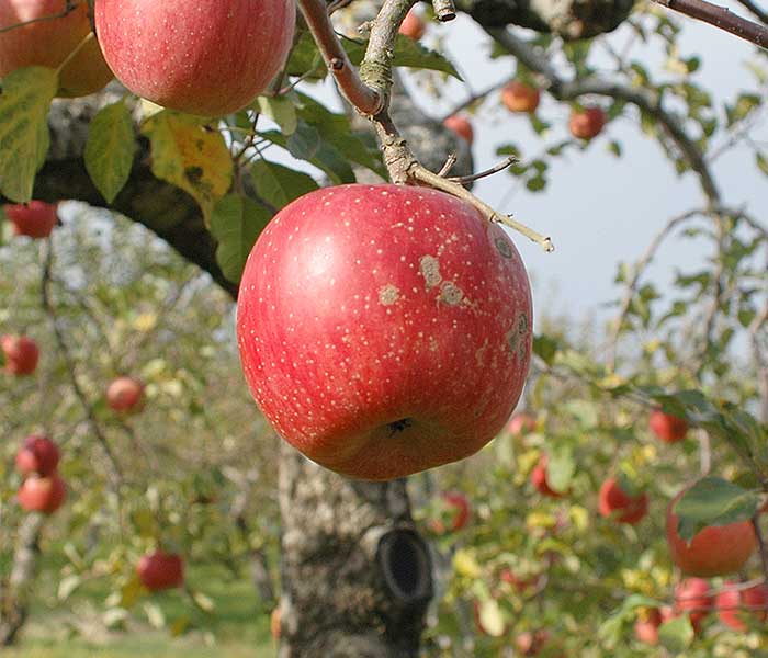 お見舞い りんごの木さまご確認用 abamedyc.com