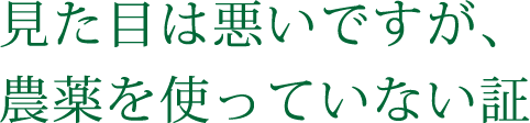 見た目は悪いですが、農薬を使っていない証