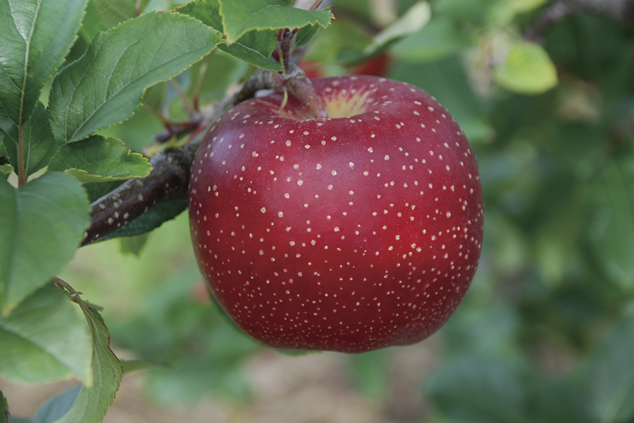 千雪（ちゆき）」プレゼント♪ | 青森りんご産地直送 大湯ファーム