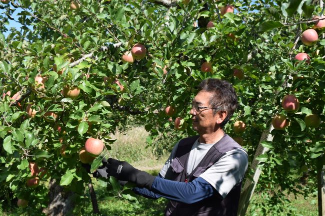 大湯ファーム特別栽培りんご